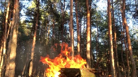 Bonfire in the forest close-up. Fire close-up. Log fire close-up Stock-Footage 199094586