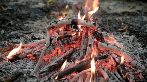 Bonfire in forest close up Stock Footage 103106801