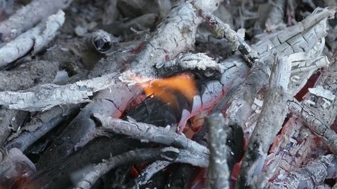 Bonfire in forest close up Stock Footage 121032273