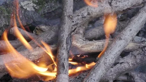Bonfire in forest close up Stock Footage 121032294