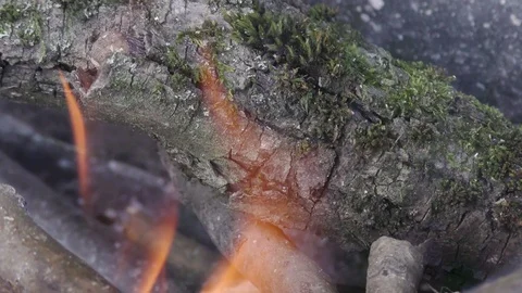 Bonfire in forest close up Stock Footage 121033854