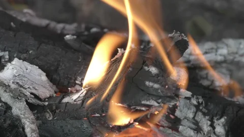 Bonfire in forest close up Stock Footage 121034510