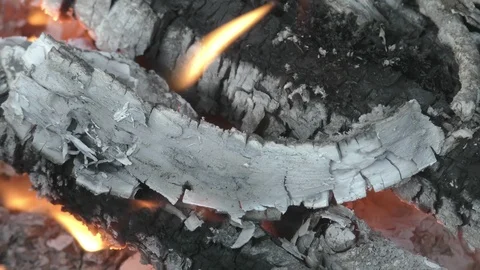 Bonfire in forest close up Stock Footage 121035255