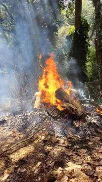 Bonfire in the forest in daylight Foto stock