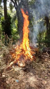 Bonfire in the forest in daylight Foto stock