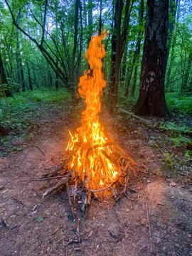 Bonfire in the forest in the evening. Camp Fire in the forest, flames and s.. Stock Photos
