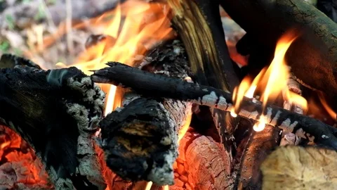 Bonfire in the forest. Fire flames lick firewood Video stock 91144654