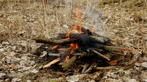 Bonfire in the forest Stock Footage 49610864