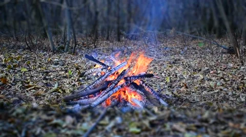 Bonfire In The Forest Stock Footage 68841983