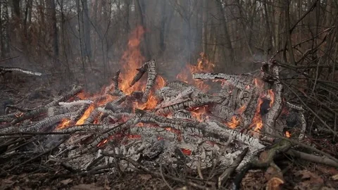 Bonfire in the forest Stock Footage 73324911