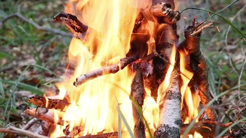 Bonfire in the forest Stock Footage 80384909