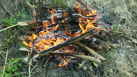 Bonfire in the forest Stock Footage 93686367