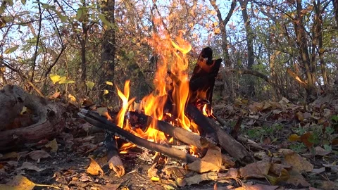 Bonfire in the forest 動画素材 164314587