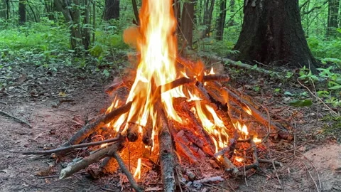 Bonfire in the forest. Stock Footage 241504842