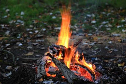 Bonfire in forest Stock Photos