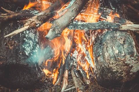 Bonfire in the forest. Foto stock