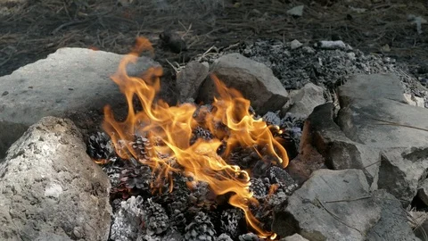 A Bonfire In The Forest With Pinecones Video stock 91802080