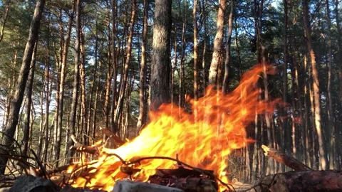 Bonfire in the forest slow motion. Fire close-up slow motion. Log fire close-up Stock Footage 200823976