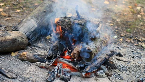 Bonfire in the forest in summer. Timelapse Stock Footage 87842808