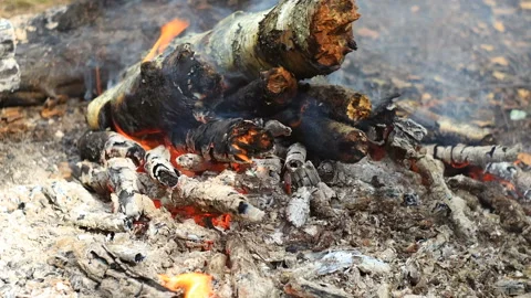 Bonfire in the forest. Timelapse Stock Footage 87839999