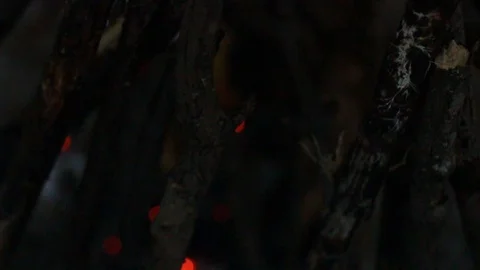 Bonfire in the forest.Camping. Stock Footage 99982033