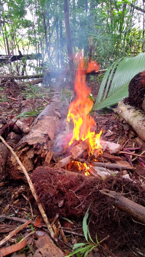 Bonfire in the jungle by the river. Log burning on a campfire in the forest. Vídeo Stock 309228015
