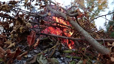 Bonfire made of dry branches and lithias in autumn Stock Footage 161149287