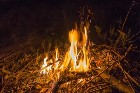 Bonfire in the night forest Stock Photos