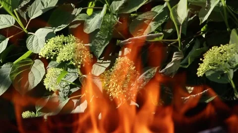 Bonfire. Orange flame of a fire. Stock Footage 134461673