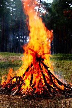 A bonfire in a pine forest Foto stock
