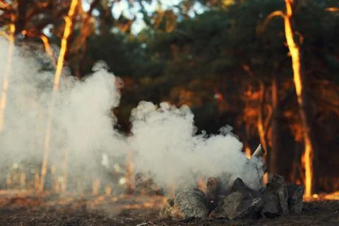 A bonfire in a pine forest, smoke without fire. Stock Photos
