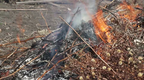 Bonfire. Set footage Stock Footage 24367848