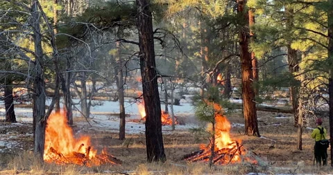 Bonfire sized controlled fire in the national forest Real Closeup Stock Footage 146668997