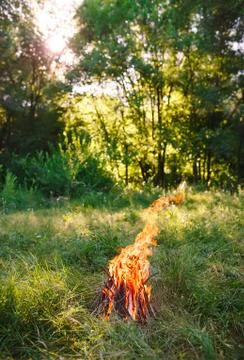 Bonfire on summer evening in the forest Stock Photos