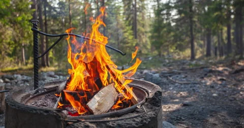 Bonfire in the thicket of the coniferous forest. Time Lapse Stock Footage 155085273