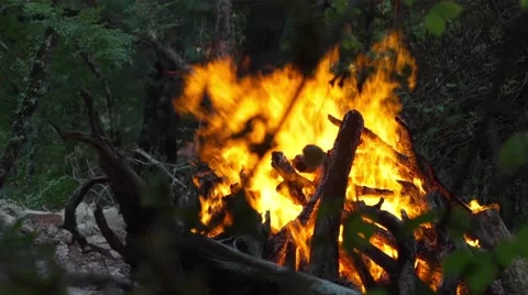 Bonfire under the trees in the forest Stock-Footage 66257845