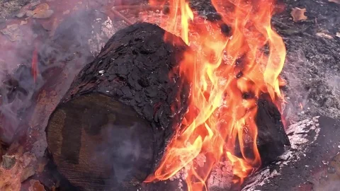 Bonfire in winter forest. Stock Footage 74622631