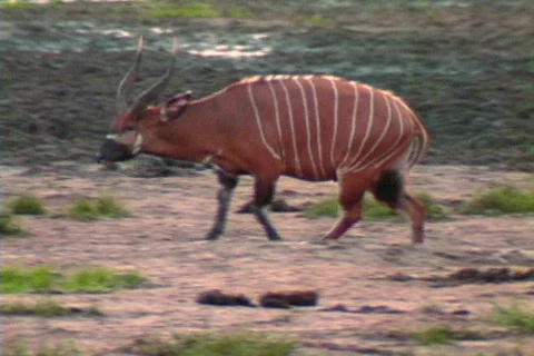 Bongo antelope 1 Stock Footage 490674