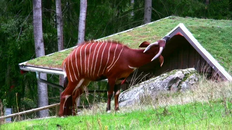 Bongo Antelope 1 Stock Footage 539599