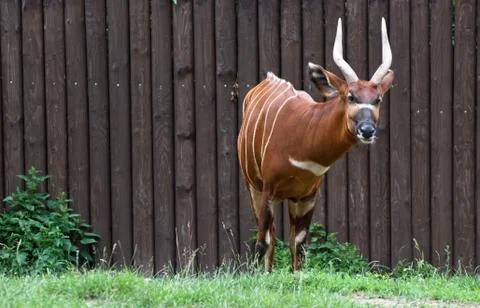 Bongo antelope (tragelaphus euryceros) Stock Photos