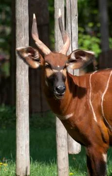 Bongo antelope (tragelaphus euryceros) Stock Photos