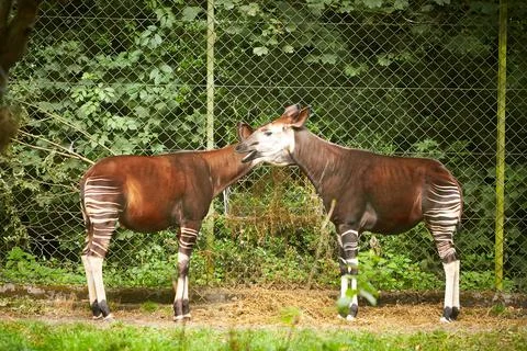 Bongo antelope (Tragelaphus eurycerus) Stock Photos