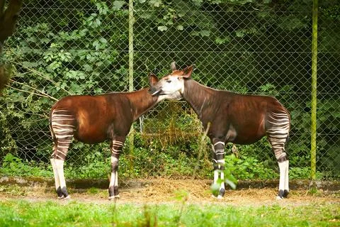 Bongo antelope (Tragelaphus eurycerus) Stock Photos