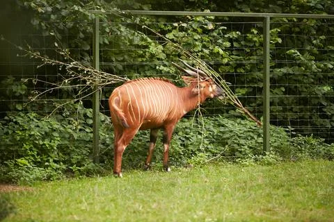 Bongo antelope (Tragelaphus eurycerus) Stock Photos