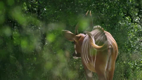 Bongo antelope walking into vegitation - from behind Video stock 147424304