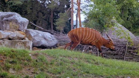Bongo antelope in the zoo Stock Footage 97211866
