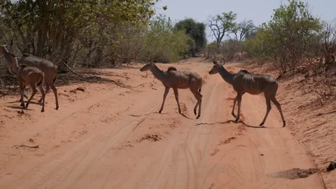 Bongo Antelopes Cross The Road In An African Nature Reserve Vidéo 256071861