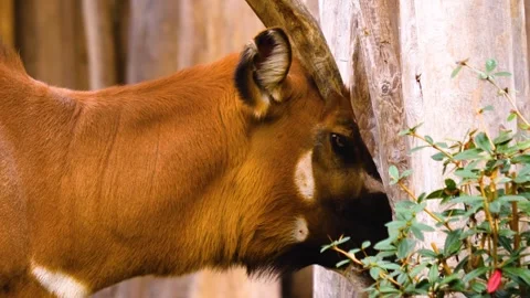 A bongo bongo antelope close up Stock Footage 310342443