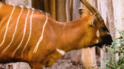 A bongo bongo antelope close up Stock Footage 310342470