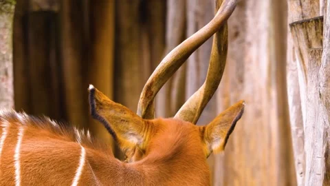 A bongo bongo antelope close up Stock Footage 310342472
